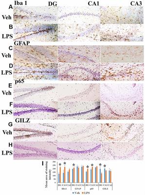 Glucocorticoid Induced Leucine Zipper in Lipopolysaccharide Induced Neuroinflammation